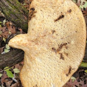 Dryad`s Saddle