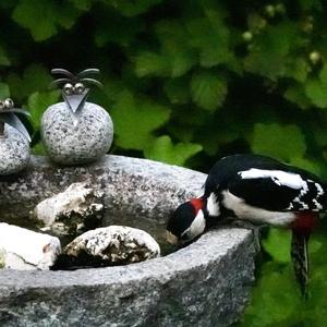 Great Spotted Woodpecker