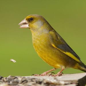 European Greenfinch