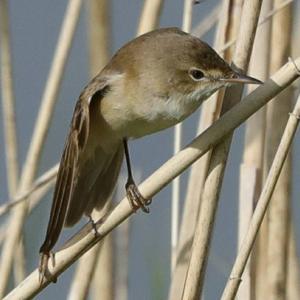 Eurasian Reed-warbler