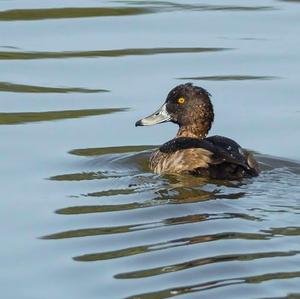 Tufted Duck