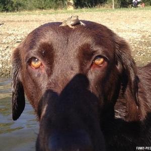 Retriever (Labrador)