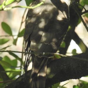 Eurasian Sparrowhawk