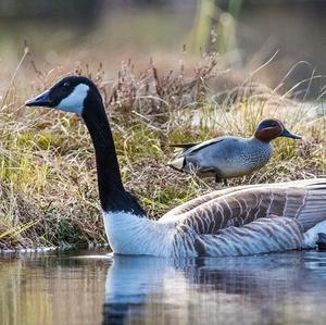 Canada Goose