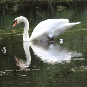 Mute Swan