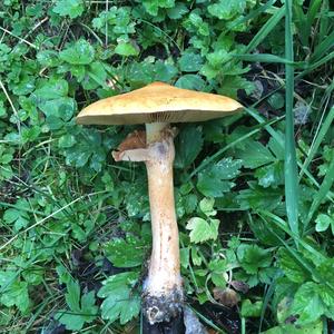 Golden False Pholiota