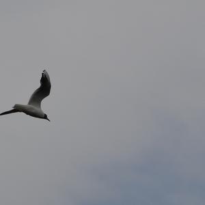 Black-headed Gull