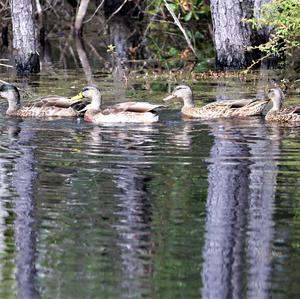 Mallard