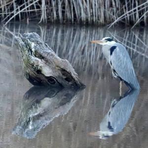 Grey Heron