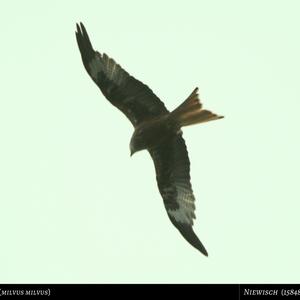 Red Kite