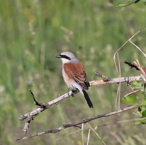 Red-backed Shrike