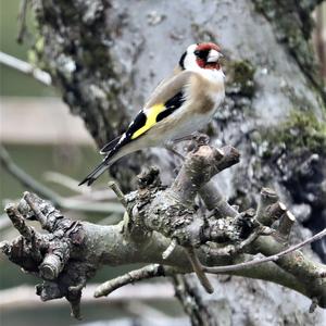 European Goldfinch