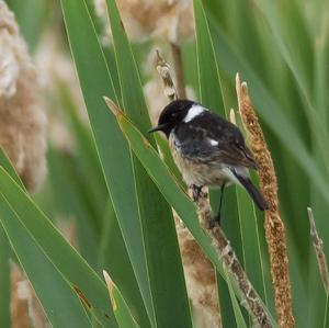 European stonechat