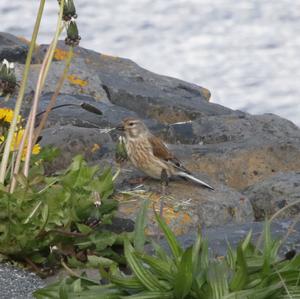 Eurasian Linnet