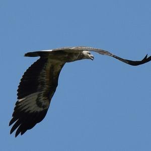 Pallas's Fish-eagle