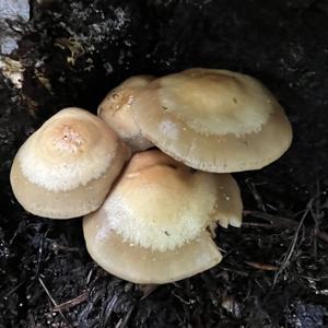 Changing Pholiota