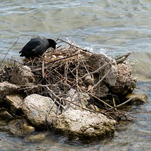 Common Coot