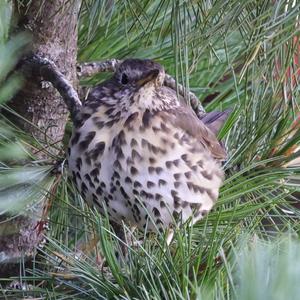 Song Thrush