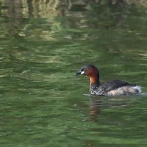 Little Grebe