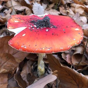 Fly Agaric