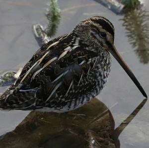 Common Snipe