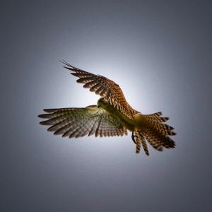 Common Kestrel