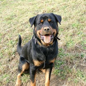 Rottweiler