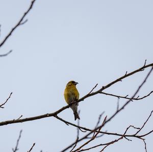 Red Crossbill