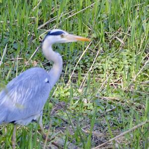 Grey Heron