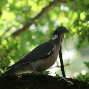 Common Wood-pigeon