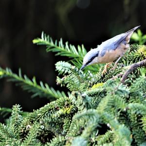 Wood Nuthatch