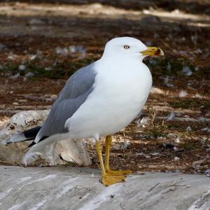 Yellow-legged Gull