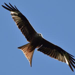 Red Kite