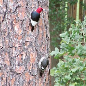 Red-headed Woodpecker