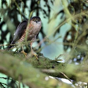 Eurasian Sparrowhawk