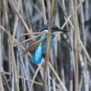 Common Kingfisher