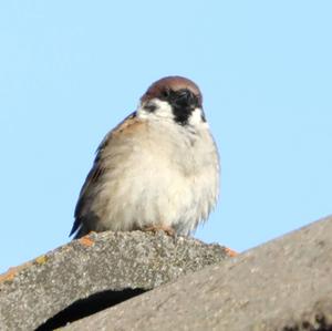 Eurasian Tree Sparrow