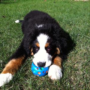 Bernese Mountain Dog