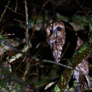 Tawny Owl