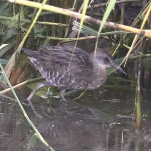 Water Rail