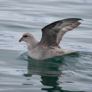 Northern Fulmar