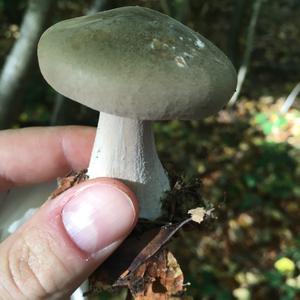 Cloudy Clitocybe