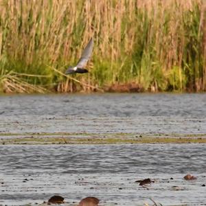 Black Tern