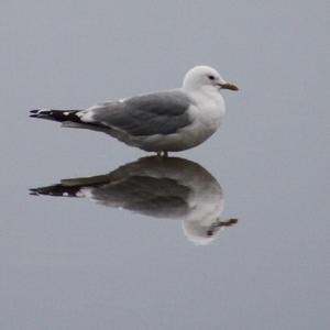 Herring Gull