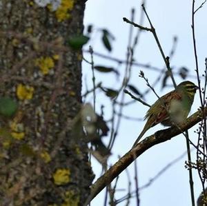 Cirl Bunting