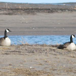 Canada Goose