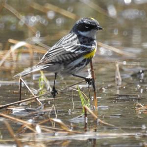 Yellow-rumped Warbler