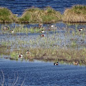 Northern Shoveler