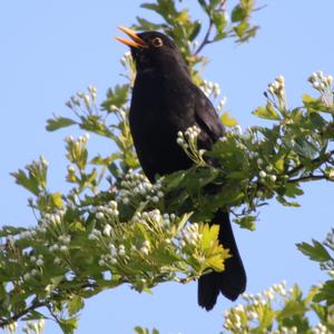 Eurasian Blackbird