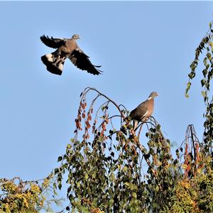 Common Wood-pigeon